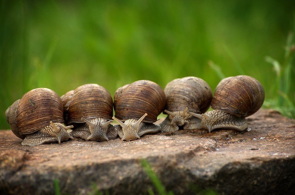 New treatment for Alzheimer's! Scientists transferred memory between snails