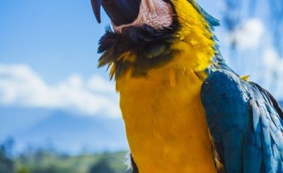 Scientists unveil the secret to intelligence in parrots