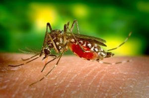 New designer peptide effectively kills malarial parasites and the possible drug-resistance