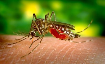 New designer peptide effectively kills malarial parasites and the possible drug-resistance
