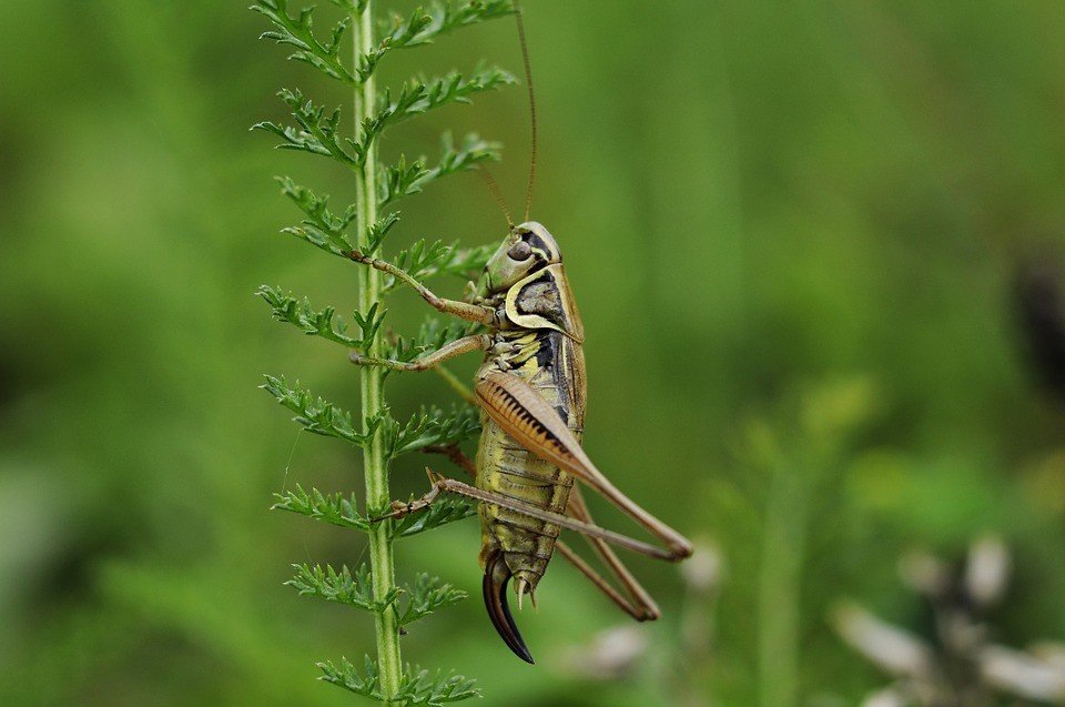 Eat crickets for better gut health: Clinical trial